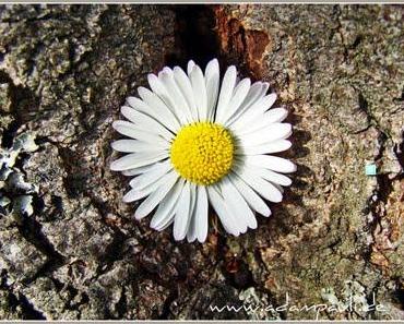 Worum es im Leben wirklich geht