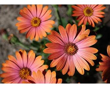 Sei stolz auf Deine Bescheidenheit