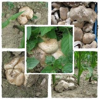 ich muss euch was Nettes zeigen