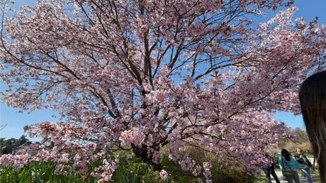 Botanischer Garten München – Ein grünes Paradies im Herzen von Nymphenburg