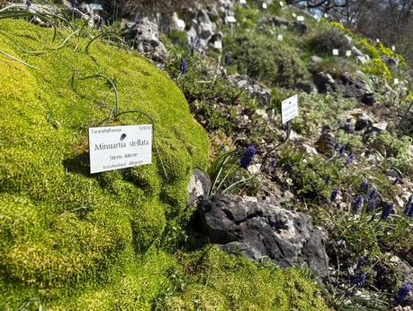 Botanischer Garten München – Ein grünes Paradies im Herzen von Nymphenburg