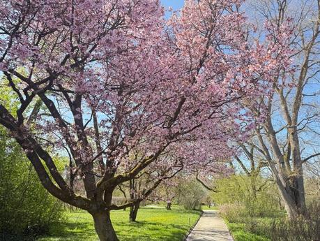 Botanischer Garten München – Ein grünes Paradies im Herzen von Nymphenburg