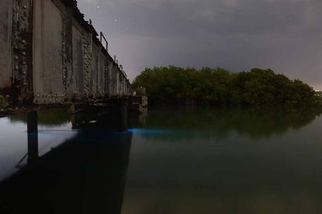 Leuchtendes Plankton in Jamaika