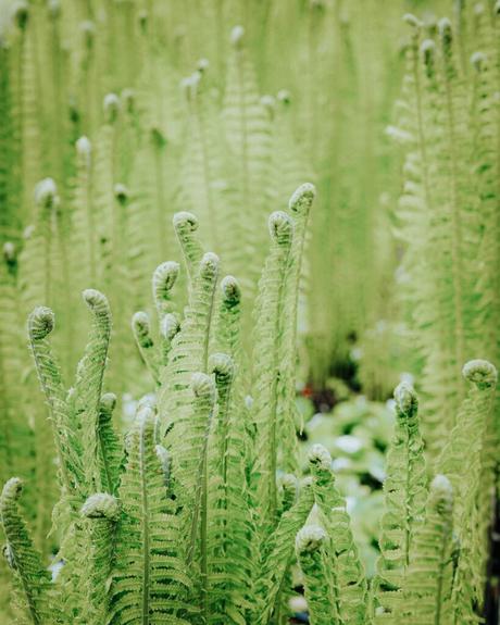 Nahaufnahme junger grüner Farnwedel, die sich in einer üppigen, natürlichen Umgebung entfalten.