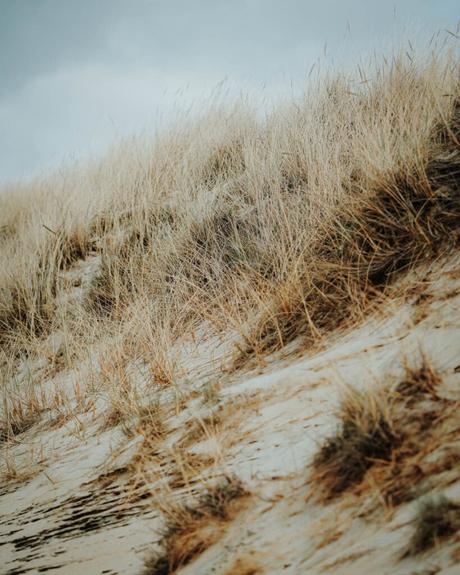 Unter einem bewölkten Himmel wachsen trockene, goldene Gräser auf einem sandigen Hügel.