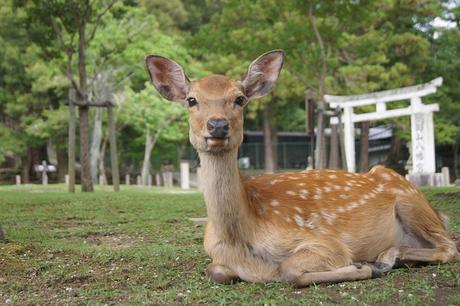 Die 10 schönsten Orte im Fernen Osten – Beliebte Reiseziele