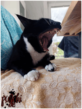 [Session-Life] „Picture my Day“ Day #2025 ~ Mai