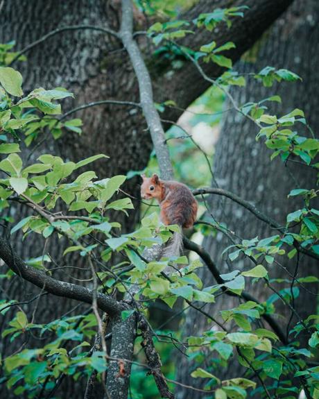 Ein Eichhörnchen sitzt auf einem Ast, umgeben von grünen Blättern in einem Wald.