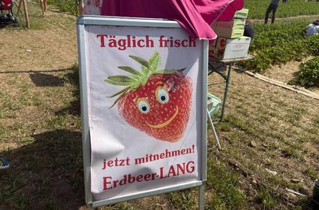 Erdbeeren selbst pflücken bei Erdbeer LANG in München
