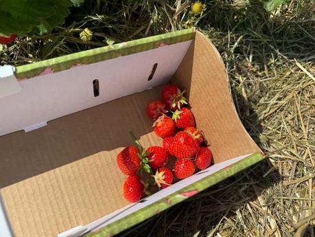 Erdbeeren selbst pflücken bei Erdbeer LANG in München