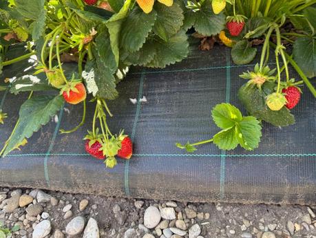 Erdbeeren selbst pflücken auf dem Hofreiter Beerenfeld bei München