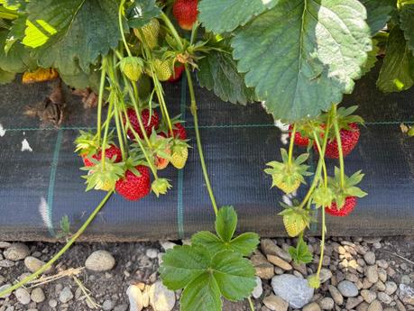 Erdbeeren selbst pflücken auf dem Hofreiter Beerenfeld bei München