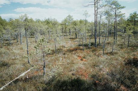 Vereinzelte Kiefern und niedrige Sträucher wachsen in einem sonnigen, offenen Sumpfgebiet unter einem teilweise bewölkten Himmel.