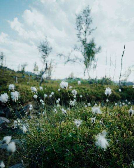 Nahaufnahme von weißen, flauschigen Wildblumen auf einem grünen Feld mit Bäumen und einem bewölkten Himmel im Hintergrund.