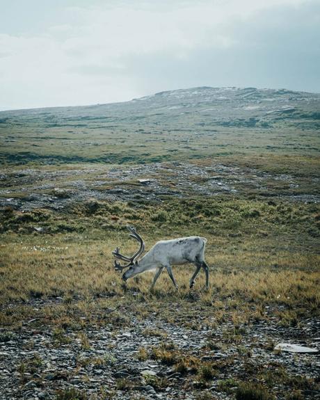 Ein Rentier grast in einer grasbewachsenen, felsigen Landschaft mit Hügeln und einem bewölkten Himmel im Hintergrund.