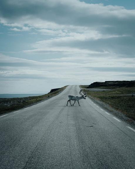 Ein Rentier überquert eine leere Straße unter einem bewölkten Himmel in einer abgelegenen, offenen Landschaft.
