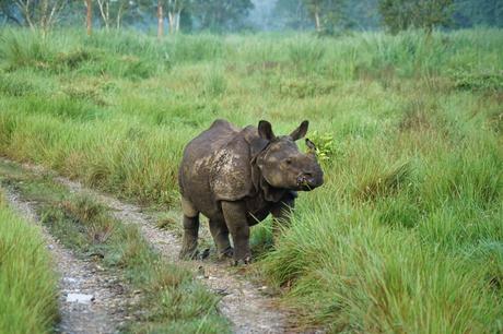 Ein Nashorn versperrt uns bei Morgengrauen den Weg in den Park
