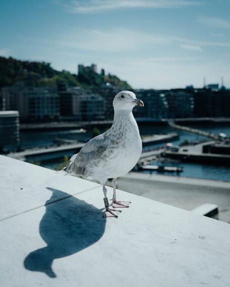 Eine Möwe mit einem Beinkleid steht auf einem Felsvorsprung und überblickt bei Tageslicht eine Stadtlandschaft und einen Hafen.