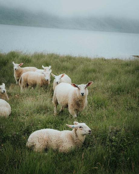 Eine Gruppe von Schafen weidet und ruht sich auf grünem Gras in der Nähe eines Sees unter einem bewölkten Himmel aus.