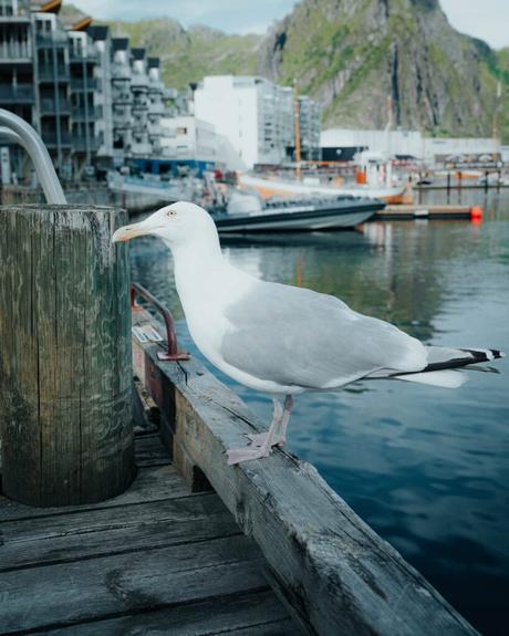 Eine Möwe steht auf einem Holzsteg mit Booten und Gebäuden im Hintergrund am Wasser.