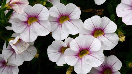Blumenkästen bepflanzen: Ideen für deinen Balkon