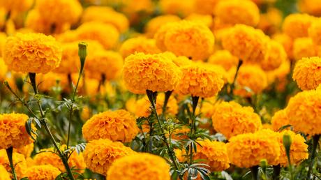 Blumenkästen bepflanzen: Ideen für deinen Balkon