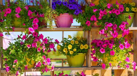 Blumenkästen bepflanzen: Ideen für deinen Balkon