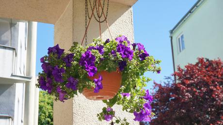 Blumenkästen bepflanzen mit Hängepflanzen für Balkon und Terrasse