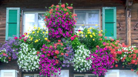 Blumenkästen bepflanzen mit farbenfrohen Pflanzen in Rot, Gelb und Blau