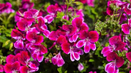 Blumenkästen bepflanzen: Ideen für deinen Balkon