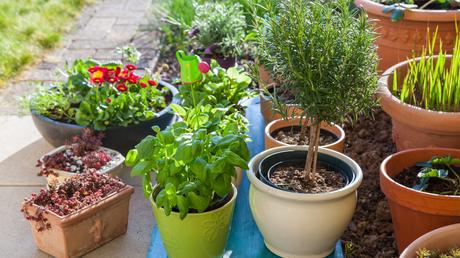 Blumenkästen bepflanzen: Ideen für deinen Balkon