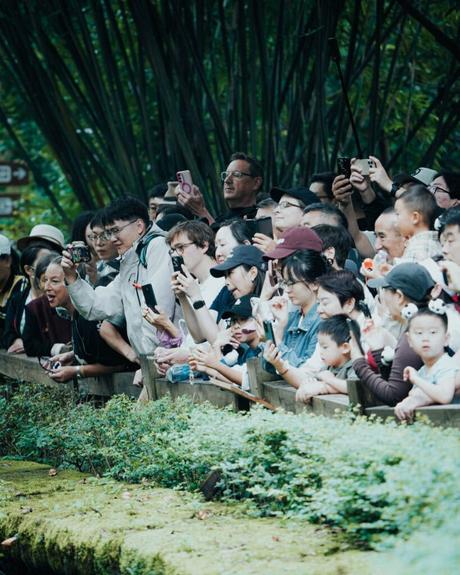 Eine Menschenmenge, darunter auch Kinder, die in einem Zoo oder Park eifrig etwas beobachten und fotografieren.