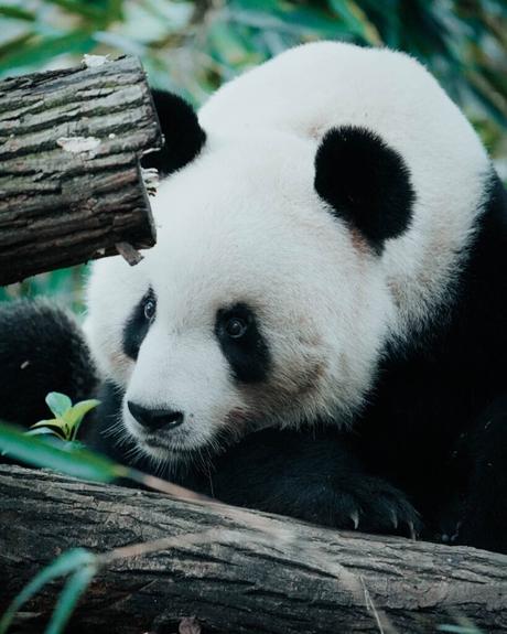 Ein riesiger Panda, der seinen Kopf auf einem Baumstamm ruht, umgeben von Grünzeug.