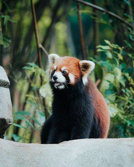 Ein roter Panda sitzt mit herausgestreckter Zunge auf einem Felsen, umgeben von grünem Laub.