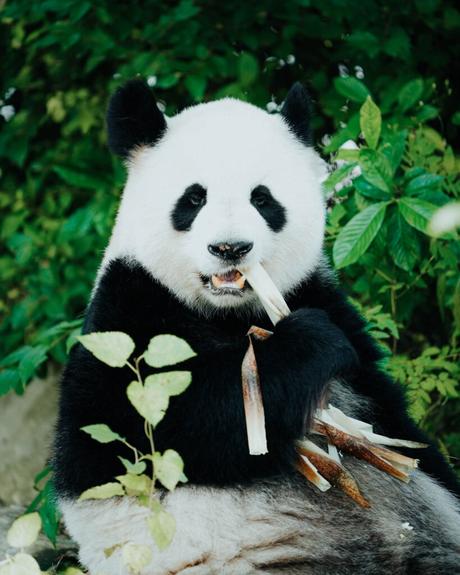 Ein riesiger Panda sitzt da und frisst Bambus, umgeben von grünen Blättern und Pflanzen.