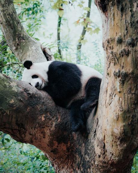 Ein riesiger Panda schläft auf einem großen Ast, umgeben von grünen Blättern und Wald.