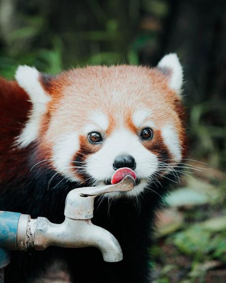 Ein roter Panda leckt sich die Nase, während er neben einem Wasserhahn im Freien steht, mit Grünzeug im Hintergrund.