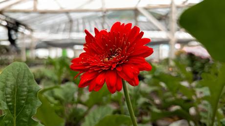 Sunny Sisters – Farbige Gerbera 