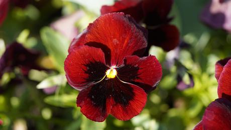  „Sophine – Alpenlühen“