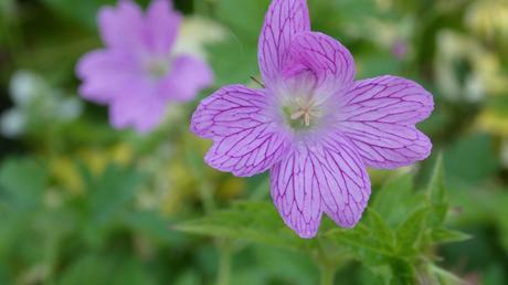 „Bella Stella“ – Bienenfreundliche Geranie bayerischen Pflanzen