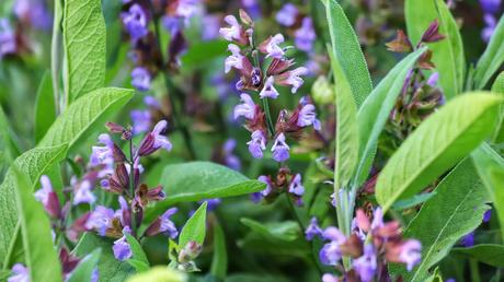 Freche Michel“ – Blaue Salvia