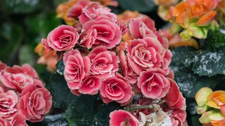  „Eva & Marie“ – Begonie und Zauberschnee bayerischen Pflanzen