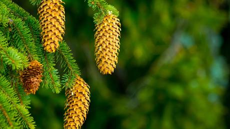 balkonpflanzen winterhart