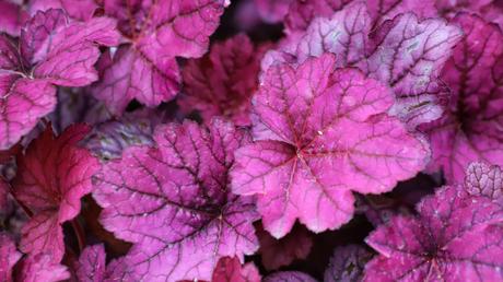 balkonpflanzen winterhart Heuchera