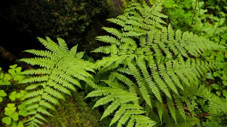  Farne – strukturgebend und elegant balkonpflanzen winterhart