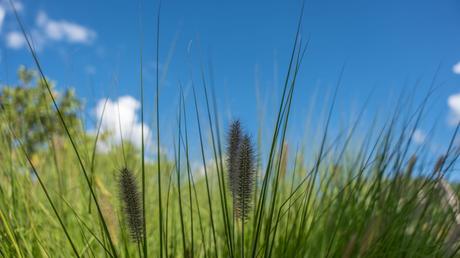 Gräser – Bewegung und Natürlichkeit balkonpflanzen winterhart