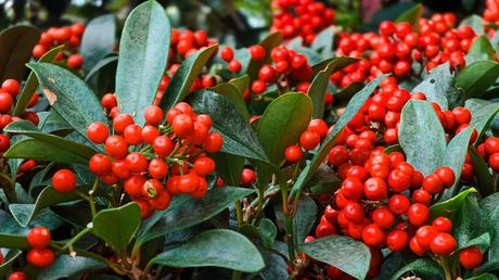 balkonpflanzen winterhart