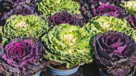 balkonpflanzen winterhart