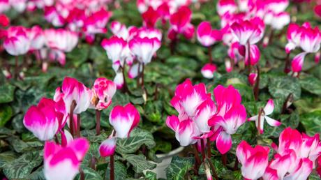  Alpenveilchen – farbige Blüten im Winter 
