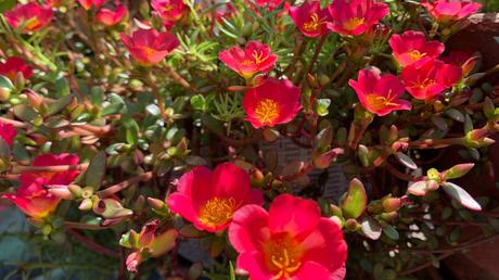 Sommer Balkonpflanzen: 13 blühende Ideen für volle Sonne